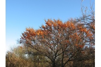argousier-hergo-femelle-Hippophae-rhamnoides- Haie champetre  - Pepiniere Alsace - Vegetal Local Nord Est- Bio - Jardin forêt comestible - fruitier - permaculture 