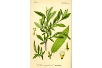 Saule à trois étamines - Salix triandra - Haie champetre  - Pepiniere Alsace - Vegetal Local Nord Est - Bio - Jardin forêt comestible - fruitier - permaculture