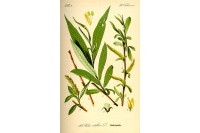 Saule blanc - Salix alba - Haie champetre  - Pepiniere Alsace - Vegetal Local Nord Est - Bio - Jardin forêt comestible - fruitier - permaculture