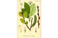 Saule marsault - Salix caprea - Haie champetre  - Pepiniere Alsace - Vegetal Local Nord Est - Bio - Jardin forêt comestible - fruitier - permaculture