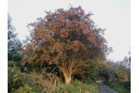 Sorbier des oiseleurs - Sorbus aucuparia - Haie champetre  - Pepiniere Alsace - Vegetal Local Nord Est - Bio - Jardin forêt comestible - fruitier - permaculture