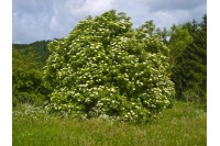 Sureau noir - Sambucus nigra - Haie champetre  - Pepiniere Alsace - Vegetal Local Nord Est - Bio - Jardin forêt comestible - fruitier - permaculture