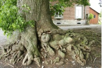 Tilleul à grandes feuilles - Tilia platyphyllos - Haie champetre  - Pepiniere Alsace - Vegetal Local Nord Est - Bio - Jardin forêt comestible - fruitier - permaculture