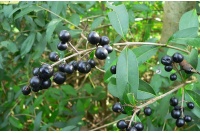 Troène commun - Ligustrum vulgare  - Haie champetre  - Pepiniere Alsace - Vegetal Local Nord Est - Bio - Jardin forêt comestible - fruitier - permaculture