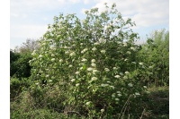 Viorne lantane - Viburnum lantana - Haie champetre  - Pepiniere Alsace - Vegetal Local Nord Est - Bio - Jardin forêt comestible - fruitier - permaculture