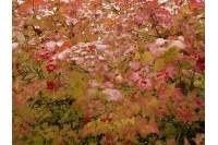 Viorne obier - Viburnum opulus - Haie champetre  - Pepiniere Alsace - Vegetal Local Nord Est - Bio - Jardin forêt comestible - fruitier - permaculture