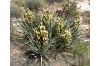 Yucca banane - Yucca baccata - Haie champetre  - Pepiniere Alsace - Vegetal Local Nord Est - Bio - Jardin forêt comestible - fruitier - permaculture