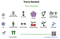 yucca_banane _ résumé