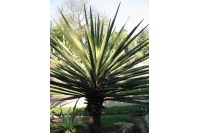 Yucca banane - Yucca baccata - Haie champetre  - Pepiniere Alsace - Vegetal Local Nord Est - Bio - Jardin forêt comestible - fruitier - permaculture