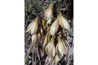 Yucca banane - Yucca baccata - Haie champetre  - Pepiniere Alsace - Vegetal Local Nord Est - Bio - Jardin forêt comestible - fruitier - permaculture