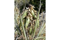 Yucca banane - Yucca baccata - Haie champetre  - Pepiniere Alsace - Vegetal Local Nord Est - Bio - Jardin forêt comestible - fruitier - permaculture