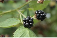 Mûrier noir – Ronce issue de variétés sauvages - Rubus fruticosus sp. 'Darrow' - Haie champetre  - Pepiniere Alsace - Vegetal Local Nord Est - Bio - Jardin forêt comestible - fruitier - permaculture