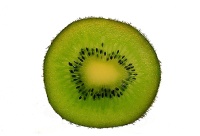 Kiwi ‘Solo’ - Actinidia deliciosa - Haie champetre  - Pepiniere Alsace - Vegetal Local Nord Est - Bio - Jardin forêt comestible - fruitier - permaculture