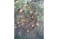 Groseillier à maquereau 'Hinnonmaki jaune' - Ribes uva-crispa  - Haie champetre  - Pepiniere Alsace - Vegetal Local Nord Est - Bio - Jardin forêt comestible - fruitier - permaculture