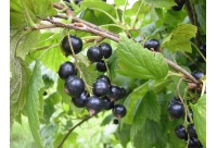 Cassissier ‘Noir de Bourgogne’ - Ribes nigrum - Haie champetre  - Pepiniere Alsace - Vegetal Local Nord Est - Bio - Jardin forêt comestible - fruitier - permaculture