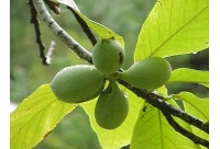 Asiminier greffé Prima 1216 - Asiminia triloba ‘Prima 1216’ - Haie champetre  - Pepiniere Alsace - Vegetal Local Nord Est - Bio - Jardin forêt comestible - fruitier - permaculture