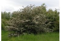 Aubépine monogyne - Crataegus monogyna  - Haie champetre  - Pepiniere Alsace - Vegetal Local Nord Est - Bio - Jardin forêt comestible - fruitier - permaculture