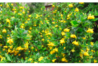 Épine-vinette à feuilles de Buis - Vinettier nain - Berberis buxifolia ‘Nana’  - Haie champetre  - Pepiniere Alsace - Vegetal Local Nord Est - Bio - Jardin forêt comestible - fruitier - permaculture