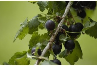 Caseille ‘Josta’ - Ribes nigrum x divaricatum x uva-crispa - Haie champetre  - Pepiniere Alsace - Vegetal Local Nord Est - Bio - Jardin forêt comestible - fruitier - permaculture