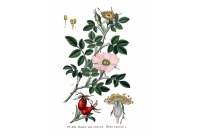 Églantier - Rosa canina - Haie champetre  - Pepiniere Alsace - Vegetal Local Nord Est - Bio - Jardin forêt comestible - fruitier - permaculture