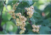 Groseillier à grappes 'Blanches de Versailles' - Ribes sativum - Haie champetre  - Pepiniere Alsace - Vegetal Local Nord Est - Bio - Jardin forêt comestible - fruitier - permaculture