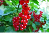 Groseillier à grappes 'Rolan' - Ribes rubrum - Haie champetre  - Pepiniere Alsace - Vegetal Local Nord Est - Bio - Jardin forêt comestible - fruitier - permaculture