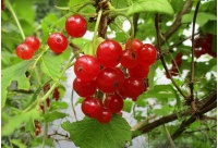 groseillier_a_grappes_rovada_-_ribes_rubrum_-_pepiniere_alsace_vegetal_local_bio_-_fruits