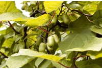 Kiwi arctique - Actinidia kolomikta - Haie champetre  - Pepiniere Alsace - Vegetal Local Nord Est - Bio - Jardin forêt comestible - fruitier - permaculture