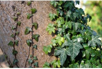 Lierre grimpant - Hedera helix - Haie champetre  - Pepiniere Alsace - Vegetal Local Nord Est - Bio - Jardin forêt comestible - fruitier - permaculture