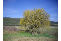 Micocoulier de Provence  - Celtis australis - Haie champetre  - Pepiniere Alsace - Vegetal Local Nord Est - Bio - Jardin forêt comestible - fruitier - permaculture