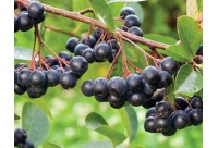 aronie_a_feuille_de_prunier_Nero_aronia_prunifolia_Nero_Haie champetre  - Pepiniere Alsace - Vegetal Local Nord Est- Bio - Jardin forêt comestible - fruitier - permaculture