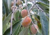 Olivier de Bohême - Elaeagnus angustifolia - Haie champetre  - Pepiniere Alsace - Vegetal Local Nord Est - Bio - Jardin forêt comestible - fruitier - permaculture