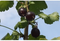 Caseille ‘Anita’ - Ribes nigrum x divaricatum x uva-crispa - Haie champetre  - Pepiniere Alsace - Vegetal Local Nord Est - Bio - Jardin forêt comestible - fruitier - permaculture