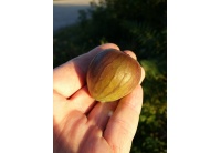 Figuier 'Türkiye' violette - Ficus carica - Haie champetre  - Pepiniere Alsace - Vegetal Local Nord Est - Bio - Jardin forêt comestible - fruitier - permaculture