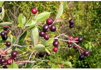 aronie_a_feuille_de_prunier_aron_aronia_prunifolia_aron_Haie champetre  - Pepiniere Alsace - Vegetal Local Nord Est- Bio - Jardin forêt comestible - fruitier - permaculture