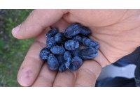 Chèvrefeuille comestible – Baie de mai ‘Redwood’ - Lonicera caerulea  - Haie champetre  - Pepiniere Alsace - Vegetal Local Nord Est - Bio - Jardin forêt comestible - fruitier - permaculture