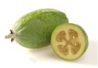 Goyavier du Brésil 'Coolridge' ou ‘Gemini’ - Feijoa sellowiana - Haie champetre  - Pepiniere Alsace - Vegetal Local Nord Est - Bio - Jardin forêt comestible - fruitier - permaculture