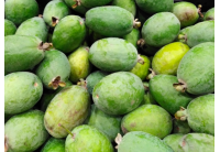 Goyavier du Brésil 'Mammouth' - Feijoa sellowiana  - Haie champetre  - Pepiniere Alsace - Vegetal Local Nord Est - Bio - Jardin forêt comestible - fruitier - permaculture