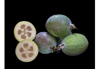 Goyavier du Brésil (variété commune) - Feijoa sellowiana  - Haie champetre  - Pepiniere Alsace - Vegetal Local Nord Est - Bio - Jardin forêt comestible - fruitier - permaculture