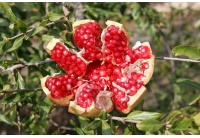 Grenadier 'Mollar de Elche' - Punica granatum - Haie champetre  - Pepiniere Alsace - Vegetal Local Nord Est - Bio - Jardin forêt comestible - fruitier - permaculture