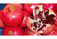 Grenadier 'Fina Tendral' - Punica granatum - Haie champetre  - Pepiniere Alsace - Vegetal Local Nord Est - Bio - Jardin forêt comestible - fruitier - permaculture