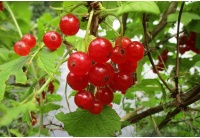 groseillier_a_grappes_rovada_-_ribes_rubrum_-_pepiniere_alsace_vegetal_local_bio_-_fruits
