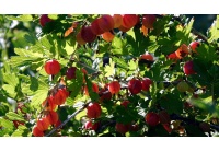 Groseillier à maquereau 'Hinnonmaki rouge' - Ribes uva-crispa  - Haie champetre  - Pepiniere Alsace - Vegetal Local Nord Est - Bio - Jardin forêt comestible - fruitier - permaculture