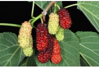 Mûrier rouge - Morus rubra - Haie champetre  - Pepiniere Alsace - Vegetal Local Nord Est - Bio - Jardin forêt comestible - fruitier - permaculture