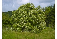 Sureau noir - Sambucus nigra - Haie champetre  - Pepiniere Alsace - Vegetal Local Nord Est - Bio - Jardin forêt comestible - fruitier - permaculture