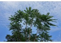 Arbre-salade-acajou-de-chine_Toona_sinensis - Haie champetre  - Pepiniere Alsace - Vegetal Local Nord Est- Bio - Jardin forêt comestible - fruitier - permaculture