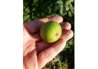 Figuier 'Türkiye' verte - Ficus carica - Haie champetre  - Pepiniere Alsace - Vegetal Local Nord Est - Bio - Jardin forêt comestible - fruitier - permaculture