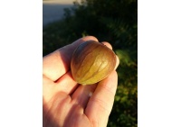 Figuier 'Türkiye' violette - Ficus carica - Haie champetre  - Pepiniere Alsace - Vegetal Local Nord Est - Bio - Jardin forêt comestible - fruitier - permaculture
