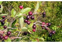 aronie_a_feuille_de_prunier_aron_aronia_prunifolia_aron_Haie champetre  - Pepiniere Alsace - Vegetal Local Nord Est- Bio - Jardin forêt comestible - fruitier - permaculture