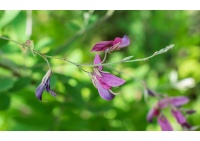 Lespedeza bicolore - Lespedeza bicolor - Haie champetre  - Pepiniere Alsace - Vegetal Local Nord Est - Bio - Jardin forêt comestible - fruitier - permaculture